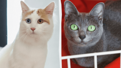 Photo of Самые редкие породы кошек — Эксперты составили топ-10