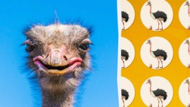 Photo of Только ваятель найдет чудаковатого страуса за 10 секунд