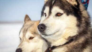 Photo of Эксперты назвали породы собак, которые прекрасно уживаются с другими животными в доме