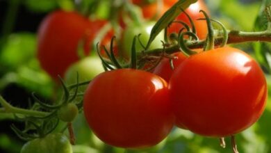 Photo of Польза помидор — употребление помидоров поможет справиться с гипертонией без лекарств