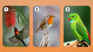 Photo of Психологический тест — выберите любимую птицу