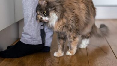 Photo of Почему кошка трется об ноги