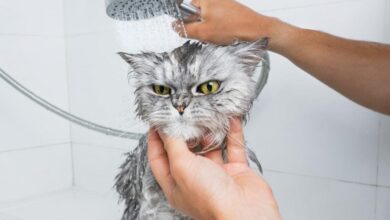 Photo of Способны ли коты обижаться и мстить: объясняет специалист
