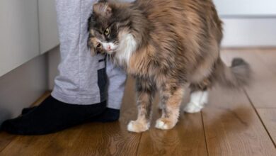 Photo of Поведение кошек — Способны ли кошки извиняться