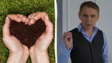 Photo of Грунт или почва — как правильно говорить