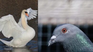Photo of Следует найти забавного голубя за 7 секунд среди кучи других птиц