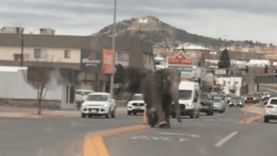 Photo of Слон в США — животное сбежало из цирка и бродило по городу