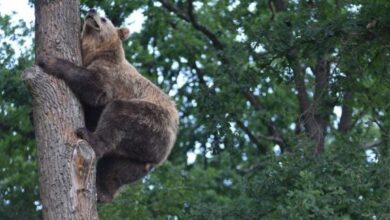 Photo of Медведи в Украине — как запрет охоты влияет на животных