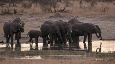 Photo of Африканская страна угрожает Германии 20 тысячами слонов