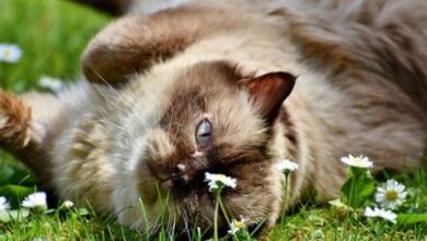 Photo of Называны 10 самых игривых пород кошек