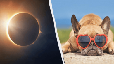 Photo of Солнечное затмение — эксперты рассказали, как оно влияет на домашних животных